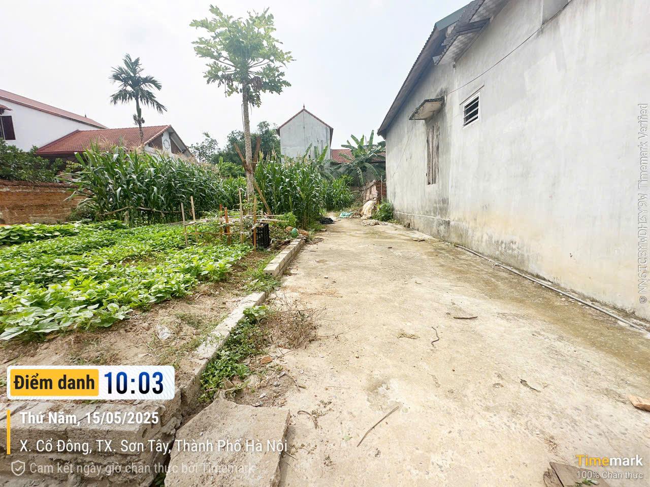 Bán Đất Sơn Tây, Bán Đất Xã Cổ Đông | Bán Đất Thôn Ngọc Kiên